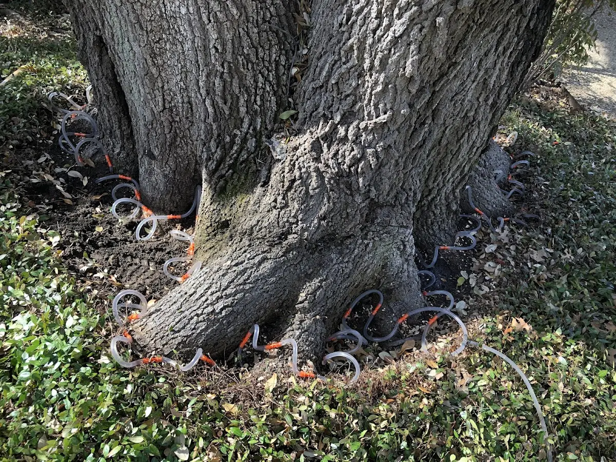 Detailed Tree Cabling and Bracing job site in Hortonville