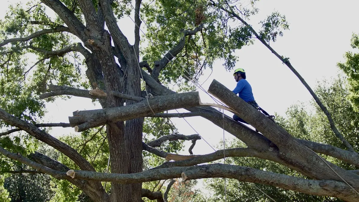 Professional Crown Thinning performed by certified arborists in Hortonville