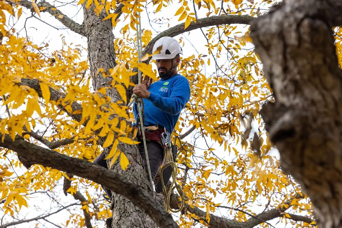 Skilled Tree Planting crew working in Hortonville